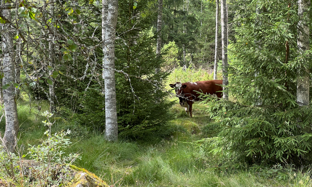 31 danske fortællere i træningslejr 22
